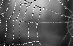 silver-colored chain necklace, spiderwebs, water drops, monochrome