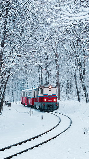 red and white train on railroad surrounded by snow-filled trees