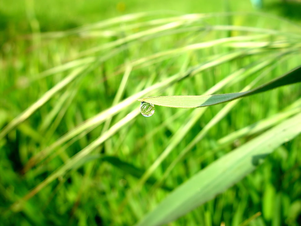 aloe vera with water photography HD wallpaper