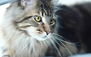 medium-coated gray and black cat, cat, animals, closeup, green eyes