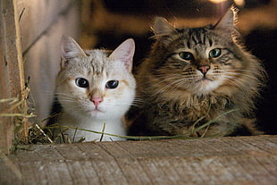 two white and gray kitten beside wooden surface, cats