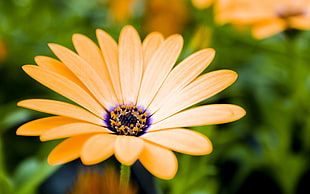 focus photography of yellow flower