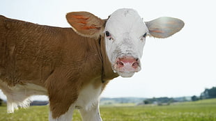 white and brown cow HD wallpaper