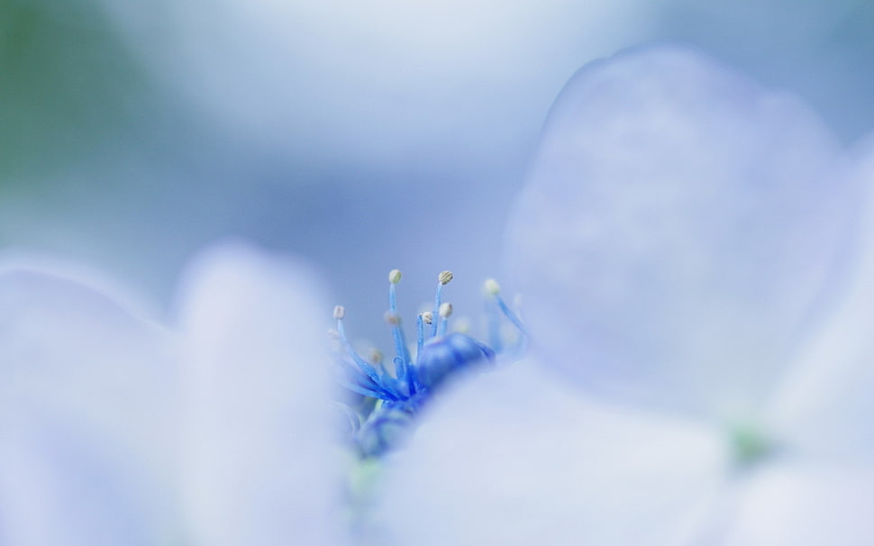 close up photo of blue petaled flower HD wallpaper