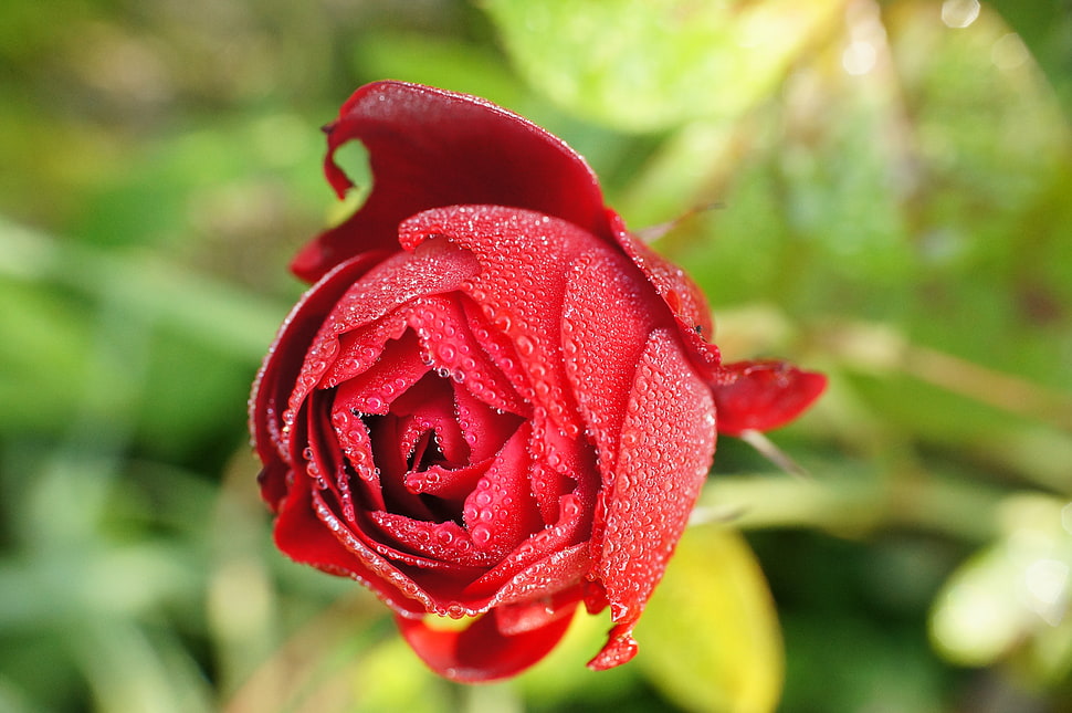 selective focus photography of red rose HD wallpaper