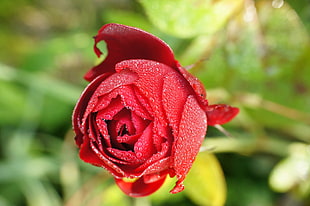 selective focus photography of red rose