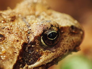 close up photography of brown and beige frog