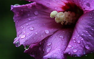 purple flower, hibiscus