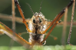 macro photography of brown insect with water dew