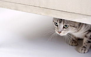 silver Tabby cat HD wallpaper