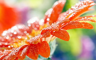 selective focus photo of orange petaled flower HD wallpaper