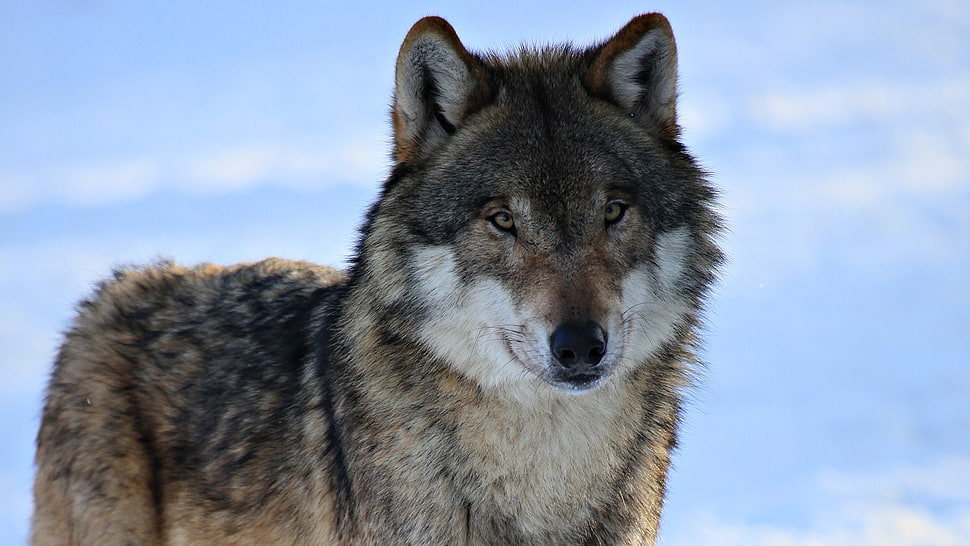 black and brown wolf during daytime HD wallpaper