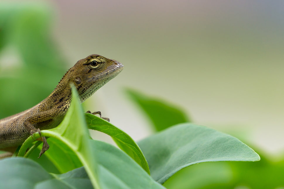 close photography of green and black reptile, lizard HD wallpaper