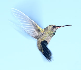 green and gray humming bird