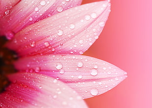 pink Gerbera flower, flowers, water drops, macro, plants