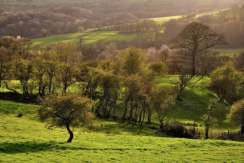 photography of trees HD wallpaper