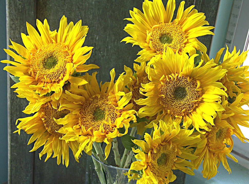 bunch of sunflowers HD wallpaper