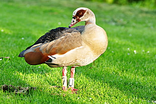 brown and white duck on green grass field