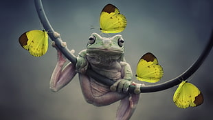 green frog hanging on plant beside four yellow butterflies HD wallpaper