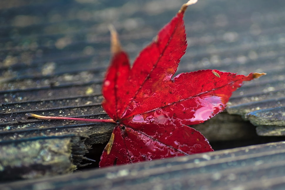 closeup photo of red leaf HD wallpaper