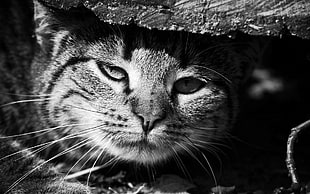 grayscale photo of cat, monochrome, cat, animals