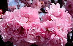 shallow focus photography of pink flowers