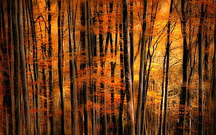 painting of orange leafed trees, nature, landscape, fall, gold