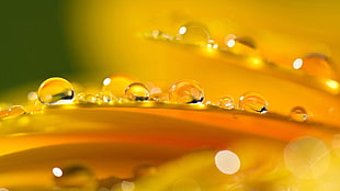 close-up photography of water dew HD wallpaper