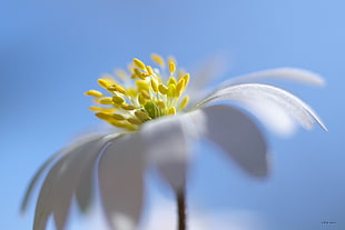 closeup photography of white chamomile