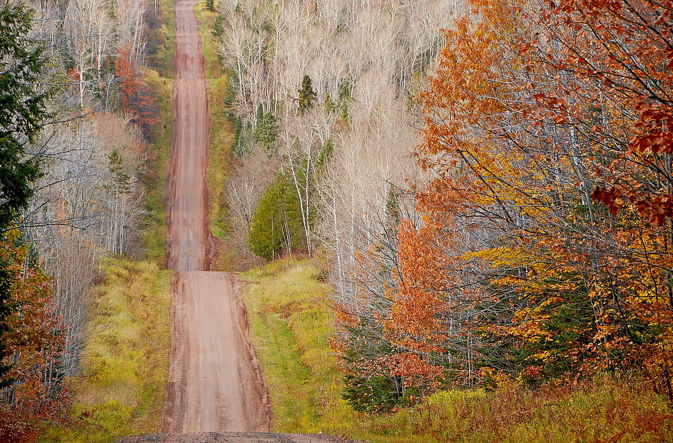maple trees, landscape, fall, trees, green HD wallpaper