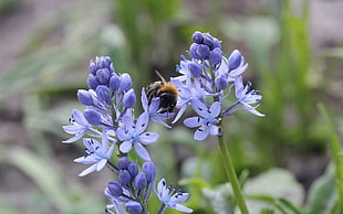 selective focus of Honeybee on purple petaled flower