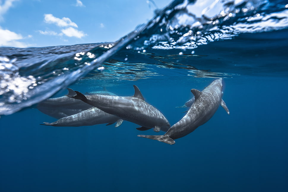 gray dolphin HD wallpaper