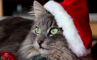 black Tabby cat wearing white and red christmas hat