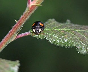 black beetle pearch on green leaf HD wallpaper