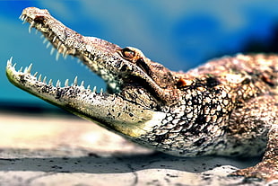 gray and black Crocodile HD wallpaper