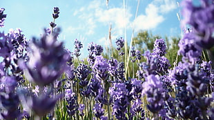 lavender flowers, nature, flowers, purple flowers, lavender HD wallpaper