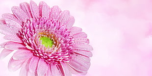 pink in bloom flower close up photography