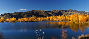 yellow trees near mountain near body of water during daytime HD wallpaper
