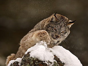 gray and tan wild cat at daytime