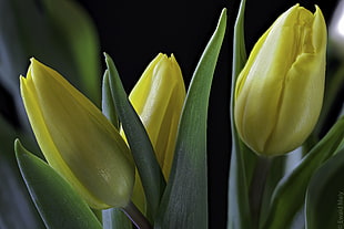 tilt shift photography of yellow tulip flowers, tulips