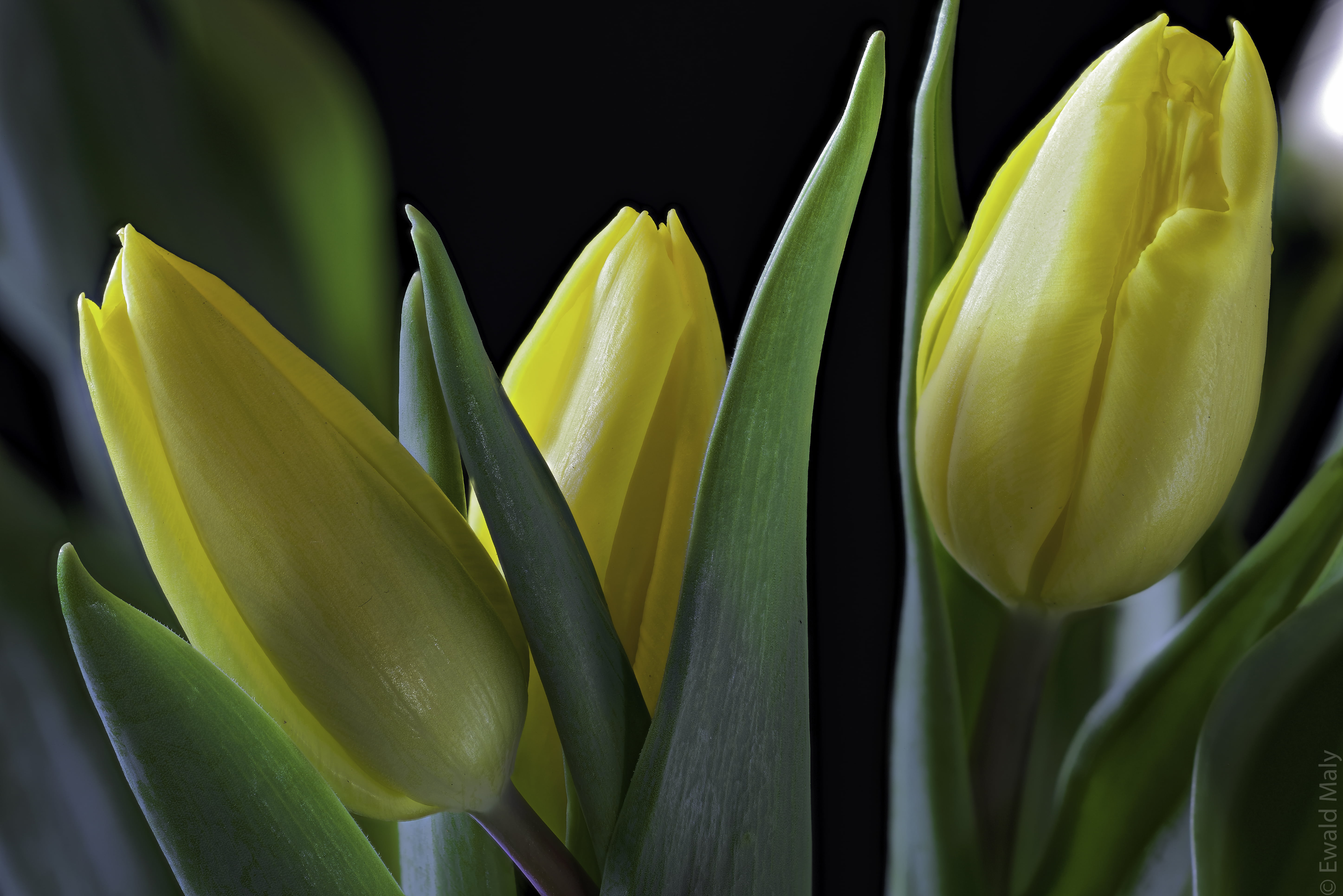 Tilt Shift Photography Of Yellow Tulip