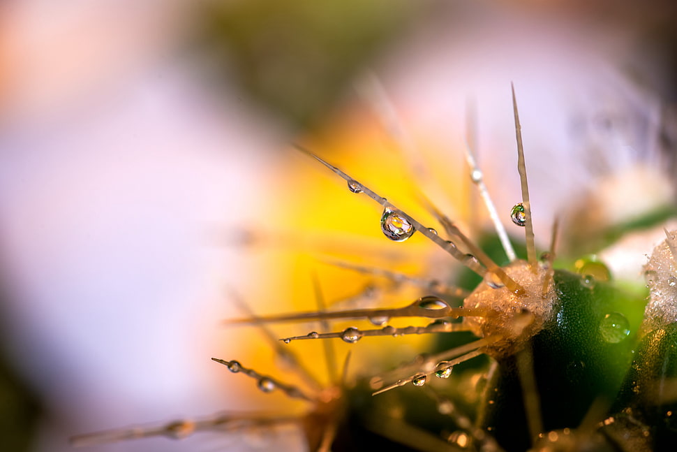 macro photography of cactus plant with water dews HD wallpaper