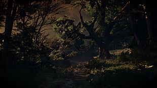 brown leafy tree, The Witcher 3: Wild Hunt, video games HD wallpaper