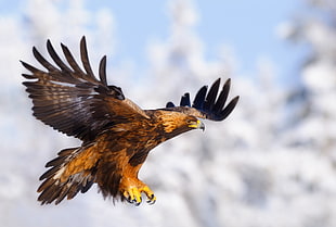 brown anda black eagle, animals, eagle, birds