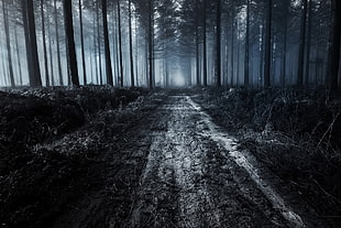 forest trail, dark, forest, dirt road, trees