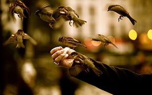 photo of person's hand near flock of birds