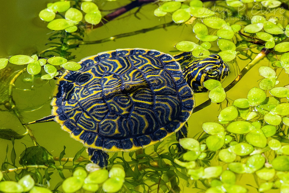 blue and yellow turtle, animals, turtle, reptiles, leaves HD wallpaper