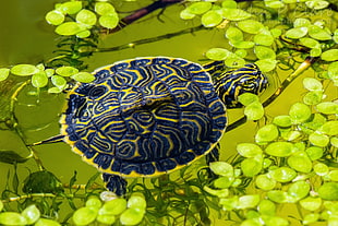 blue and yellow turtle, animals, turtle, reptiles, leaves