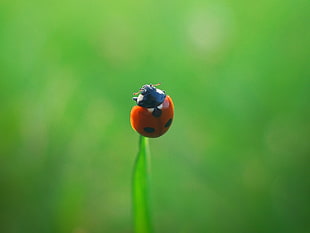 red ladybug, nature, animals, macro, green