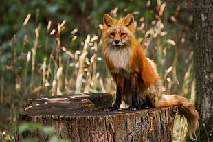 orange fox, fox, animals